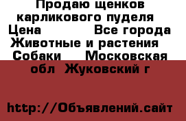 Продаю щенков карликового пуделя › Цена ­ 2 000 - Все города Животные и растения » Собаки   . Московская обл.,Жуковский г.